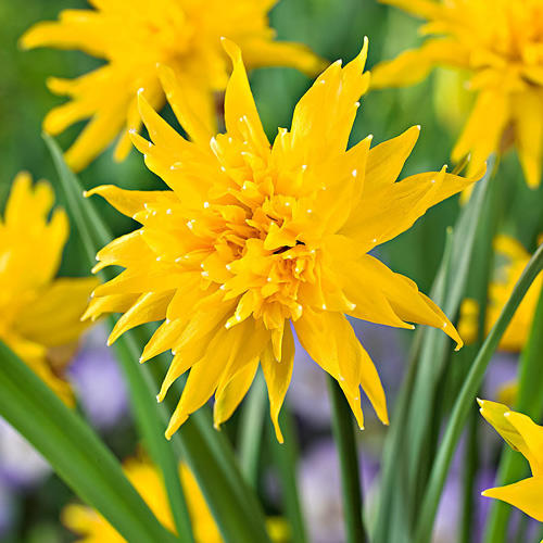 Нарцисс мини Рип Ван Винкл 3шт. в упаковке Нарцисс мини Рип Ван Винкл 3шт. в упаковке
