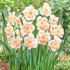 Нарцисс сплит-корона Пинк Вандер 3шт. в упаковке