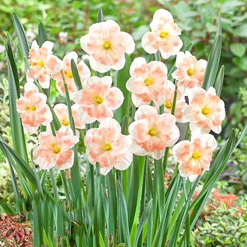 Нарцисс сплит-корона Пинк Вандер 3шт. в упаковке Нарцисс сплит-корона Пинк Вандер 3шт. в упаковке