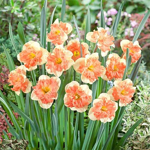 Нарцисс сплит-корона Ванилла Пич 3шт. в упаковке Нарцисс сплит-корона Ванилла Пич 3шт. в упаковке