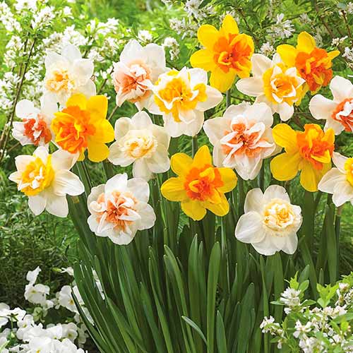 Нарциссы махровые, микс 3шт. в упаковке Нарциссы махровые, микс 3шт. в упаковке