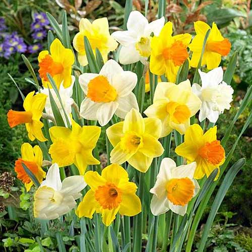 Нарциссы трубчатые, микс 3шт. в упаковке Нарциссы трубчатые, микс 3шт. в упаковке