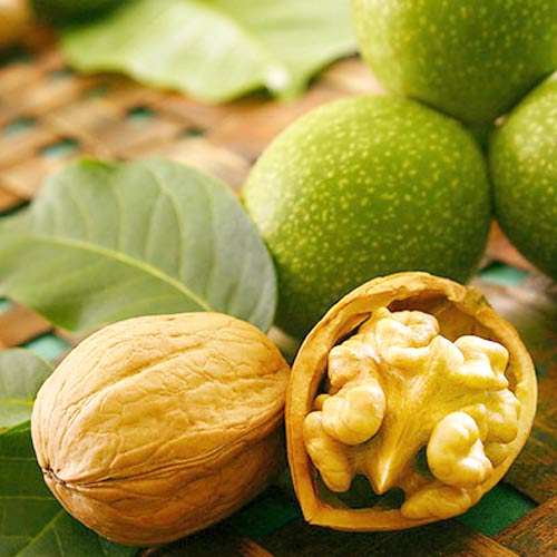 Орех грецкий Чандлер Орех грецкий Чандлер