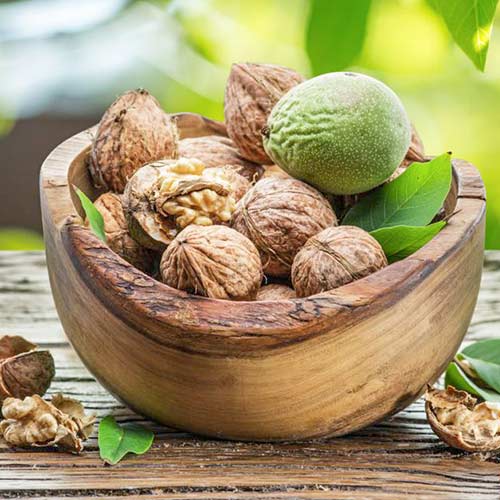 Орех грецкий Садко Орех грецкий Садко