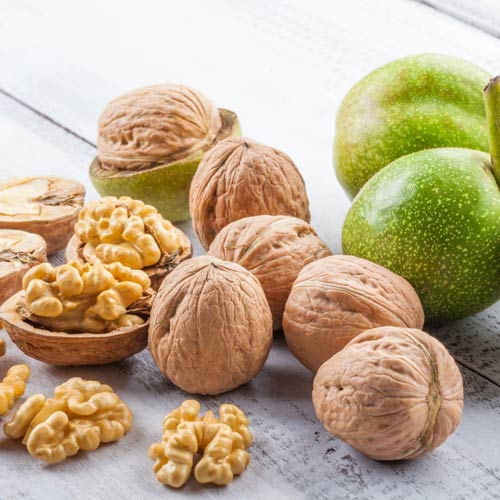 Орех грецкий Селекционер Орех грецкий Селекционер