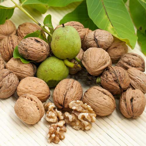 Орех грецкий Скороплодный Орех грецкий Скороплодный