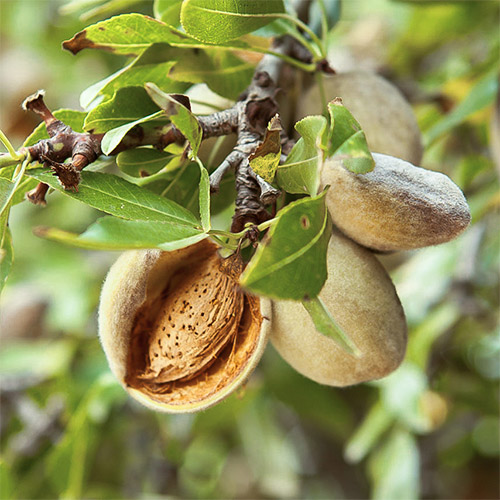 Миндаль Десертный Миндаль Десертный