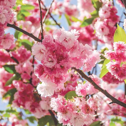 Сакура Пинк Перфекшин Сакура Пинк Перфекшин