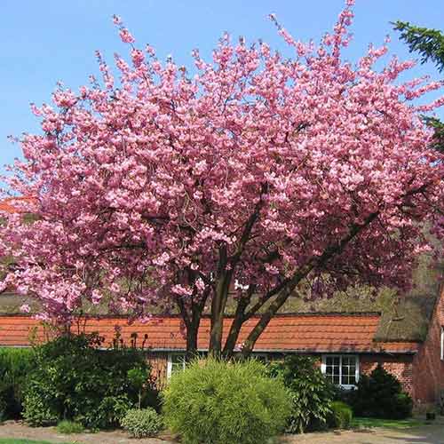 Сакура  Ван Нес Сакура  Ван Нес