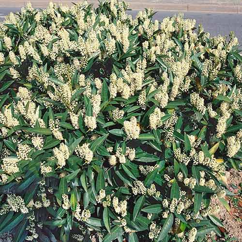 Сакура Забелиана Сакура Забелиана