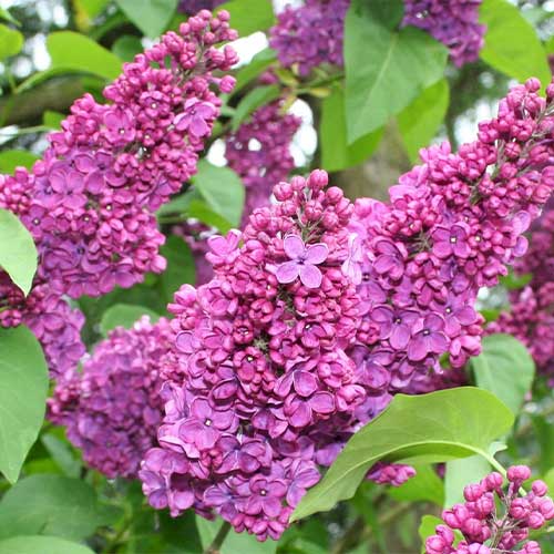 Сирень Чарльз Джоли Сирень Чарльз Джоли