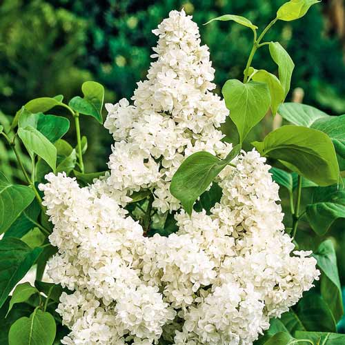 Сирень Мадам Лемуан Сирень Мадам Лемуан