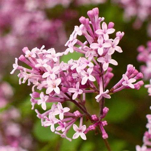 Сирень Мейера Флауэрфест Пинк Сирень Мейера Флауэрфест Пинк