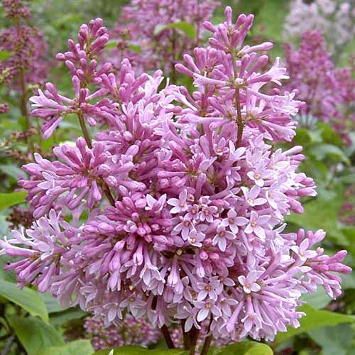 Сирень Минуэт Сирень Минуэт