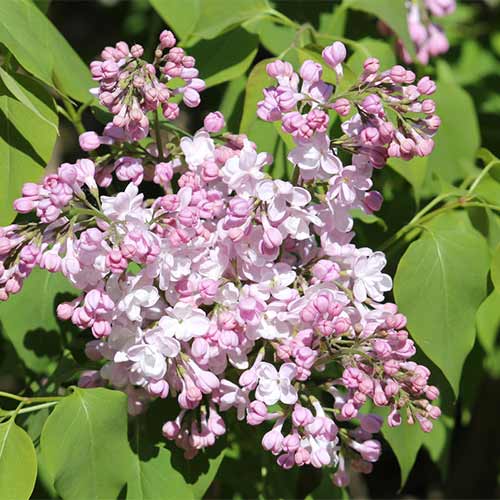 Сирень обыкновенная Жемчужина Сирень обыкновенная Жемчужина