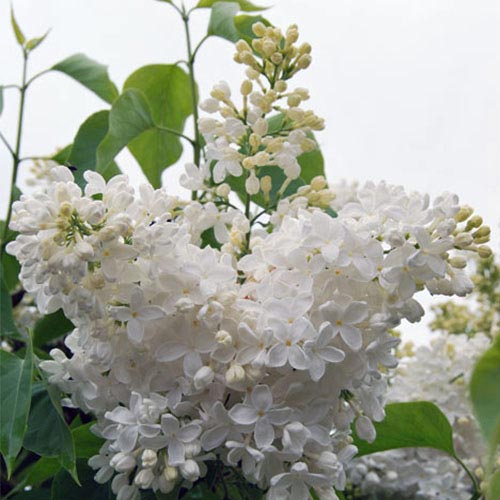 Сирень обыкновенная Мазаис принцис (Маленький Принц) Сирень обыкновенная Мазаис принцис (Маленький Принц)