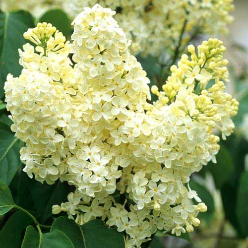 Сирень обыкновенная Примроуз Сирень обыкновенная Примроуз