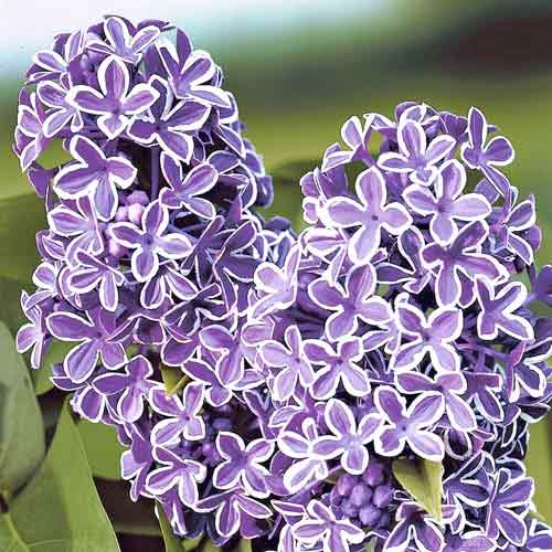 Сирень обыкновенная Сенсация Сирень обыкновенная Сенсация