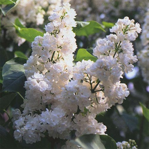 Сирень обыкновенная Сент Маргарет Сирень обыкновенная Сент Маргарет