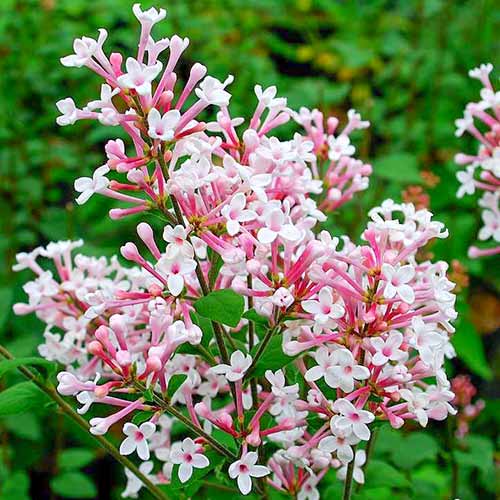 Сирень Суперба Сирень Суперба