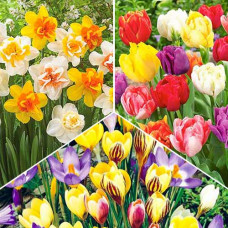 Суперпредложение! Коллекция луковиц Cottage Garden из 3 сортов