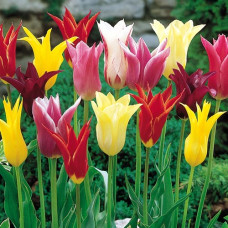 Тюльпаны лилиецветные, смесь окрасок 3шт. в упаковке