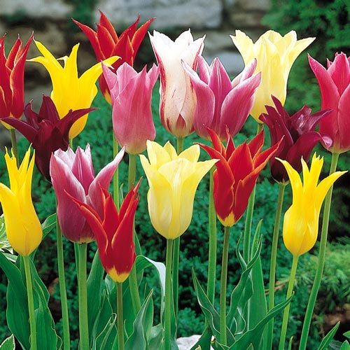 Тюльпаны лилиецветные, смесь окрасок 3шт. в упаковке Тюльпаны лилиецветные, смесь окрасок 3шт. в упаковке