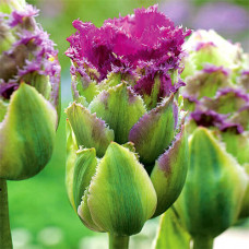 Тюльпан Пурпл Тауэр 3шт. в упаковке