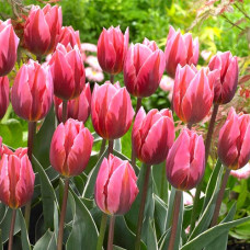 Тюльпан Триумф Принцесса Ирен Роза 3шт. в упаковке