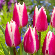 Тюльпан Триумф Силк Сюрпрайз 3шт. в упаковке