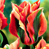 Тюльпан зеленоцветный Артист 3шт. в упаковке Тюльпан зеленоцветный Артист 3шт. в упаковке