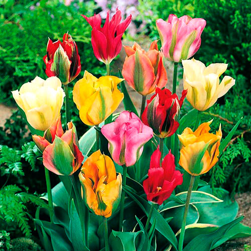 Тюльпан зеленоцветный, смесь окрасок 3шт. в упаковке Тюльпан зеленоцветный, смесь окрасок 3шт. в упаковке