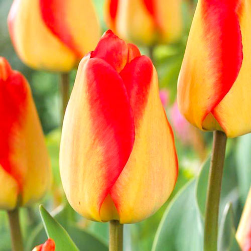 Тюльпан Дарвина Американ Дрим 3шт. в упаковке Тюльпан Дарвина Американ Дрим 3шт. в упаковке