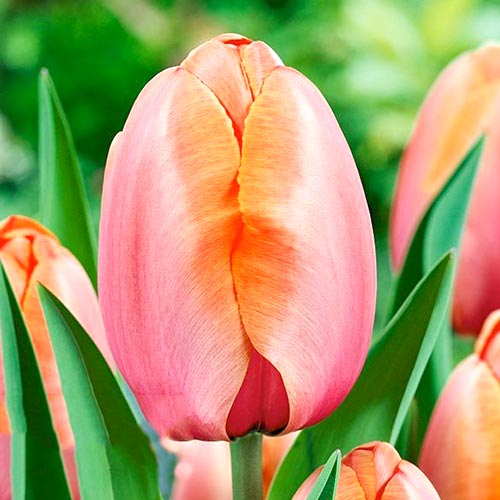 Тюльпан Дарвина Эприкот Импрешн 3шт. в упаковке Тюльпан Дарвина Эприкот Импрешн 3шт. в упаковке