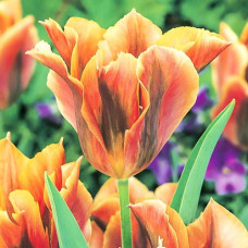 Тюльпан зеленоцветный Голден Артист 3шт. в упаковке