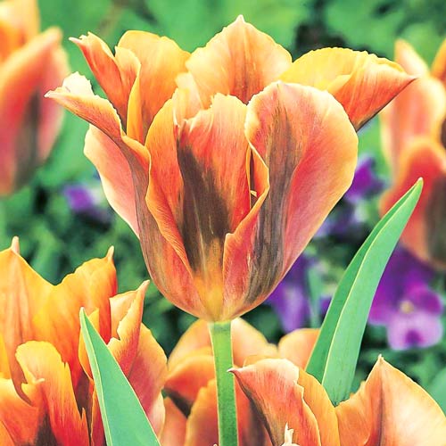 Тюльпан зеленоцветный Голден Артист 3шт. в упаковке Тюльпан зеленоцветный Голден Артист 3шт. в упаковке