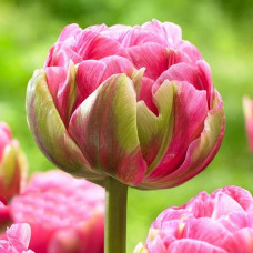 Тюльпан махровый Авейрон 3шт. в упаковке