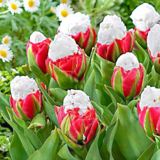 Тюльпан Айс Крим 3шт. в упаковке