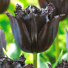 Тюльпан бахромчатый Блэк 3шт. в упаковке