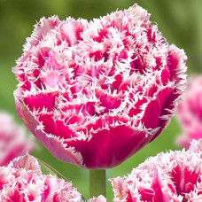 Тюльпан бахромчатый Брест 3шт. в упаковке