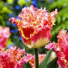 Тюльпан бахромчатый Джойнт Дивижн 3шт. в упаковке