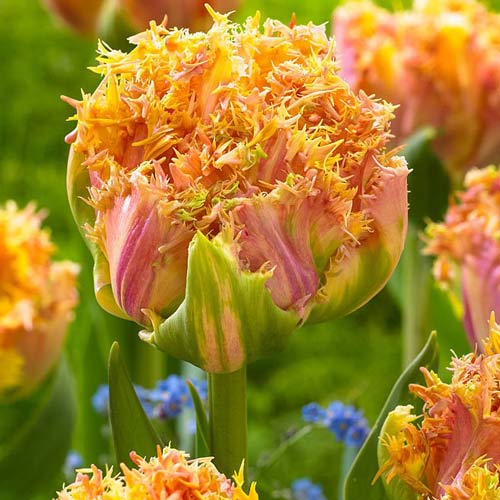 Тюльпан бахромчатый Эсприт 3шт. в упаковке Тюльпан бахромчатый Эсприт 3шт. в упаковке