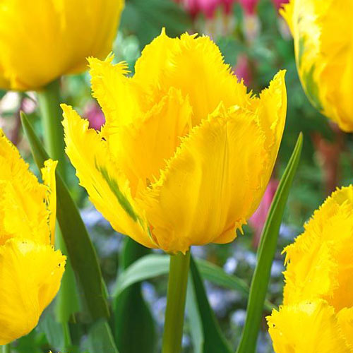 Тюльпан бахромчатый Криспи Мери 3шт. в упаковке Тюльпан бахромчатый Криспи Мери 3шт. в упаковке