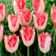 Тюльпан бахромчатый Свит Симон 3шт. в упаковке