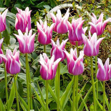 Тюльпан Баллада 3шт. в упаковке