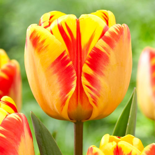 Тюльпан Дарвина Банья Лука 3шт. в упаковке Тюльпан Дарвина Банья Лука 3шт. в упаковке