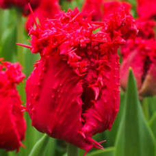 Тюльпан бахромчатый Барбадос 3шт. в упаковке