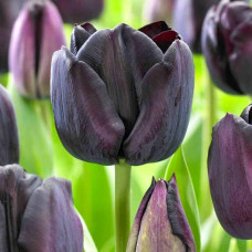 Тюльпан Триумф Блэк Джек 3шт. в упаковке