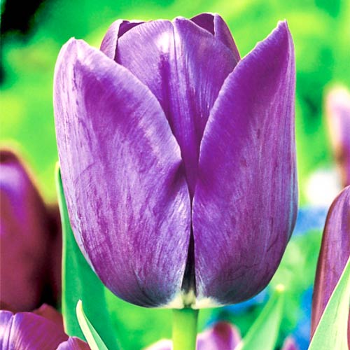 Тюльпан Триумф Блю Эмейбл 3шт. в упаковке Тюльпан Триумф Блю Эмейбл 3шт. в упаковке