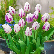 Тюльпан Триумф Блю Флэминг, микс 3шт. в упаковке